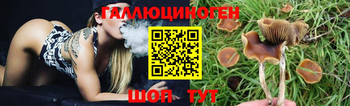 где найти наркотики  Галлюциногенные грибы MAGIC MUSHROOMS  Вход с VPN  Ростов-на-Дону 